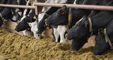Managing the risk of mycotoxins in winter feed