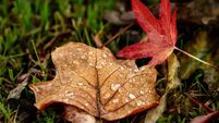 Met Éireann issues wind warning for entire country with 'storm force' winds expected