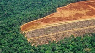 <p>Department of Agriculture is developing a system that will make the EUDR declaration on behalf of farmers.</p> <p>Department of Agriculture is developing a system that will make the EUDR declaration on behalf of farmers.</p>