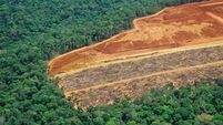 Deforestation in the Amazon