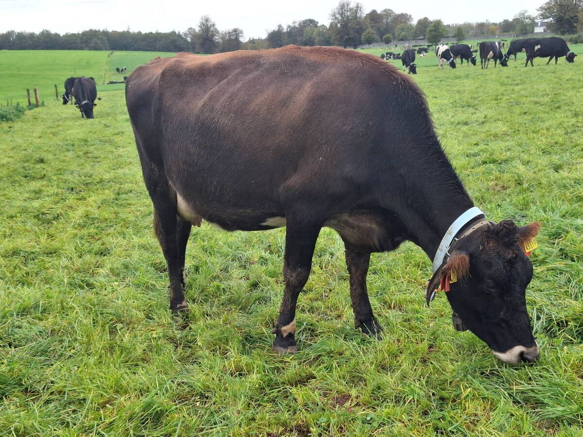 One of the Jersey crosses in Teagasc's newest Next Generation herd. One of the Jersey crosses in Teagasc's newest Next Generation herd.