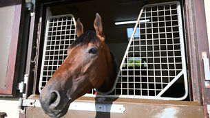 <p>MIXED BAG: Constitution River had a season of two halves with three wins being followed by three defeats. 	Picture: Healy Racing</p>