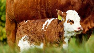 <p>We plan to start breeding around the 20th of November and want cows settled on their winter diet before we start. </p>