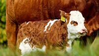 Tight supplies and strengthening demand 'turn the tide' for beef farmers