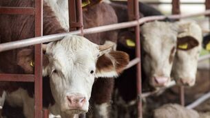 <p>The second consecutive week of pressure on beef prices at the top of the range, following a slight trim the previous week.</p>