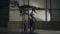 Rare Nanotyrannus skeleton sells for €42.5m at New York auction