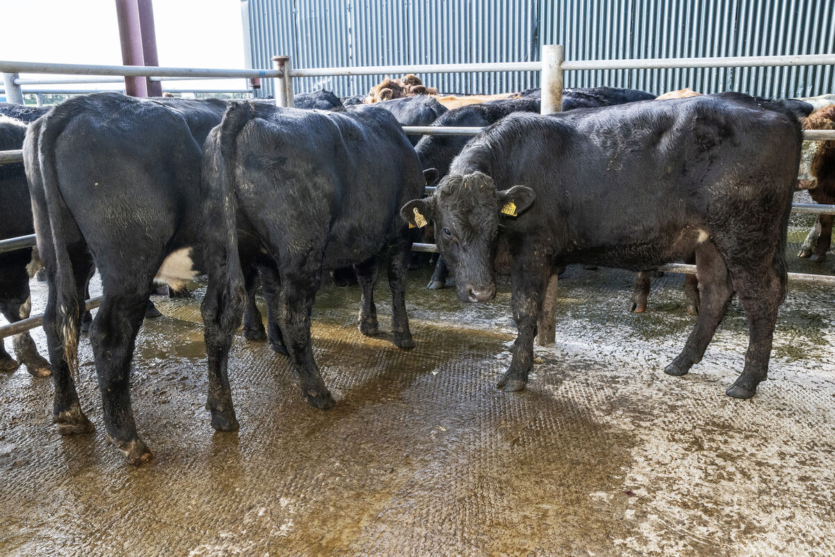 Three February '25 born Limousin cross bullocks, averaging 485kg, sold for €1,730 each in Gortatlea Mart. Picture: O'Gorman Photography. Three February '25 born Limousin cross bullocks, averaging 485kg, sold for €1,730 each in Gortatlea Mart. Picture: O'Gorman Photography.