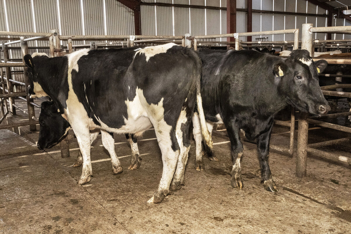 Three April '24 born Friesian bullocks, averaging 538kg, sold for €1,610 each in Gortatlea Mart. Picture: O'Gorman Photography. Three April '24 born Friesian bullocks, averaging 538kg, sold for €1,610 each in Gortatlea Mart. Picture: O'Gorman Photography.