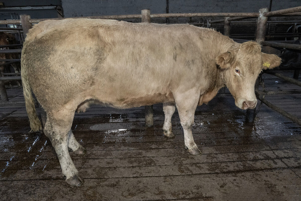 A March '17 born Charolais cross cow, weighing 750kg, sold for €3,040 in Gortatlea Mart. Picture: O'Gorman Photography. A March '17 born Charolais cross cow, weighing 750kg, sold for €3,040 in Gortatlea Mart. Picture: O'Gorman Photography.