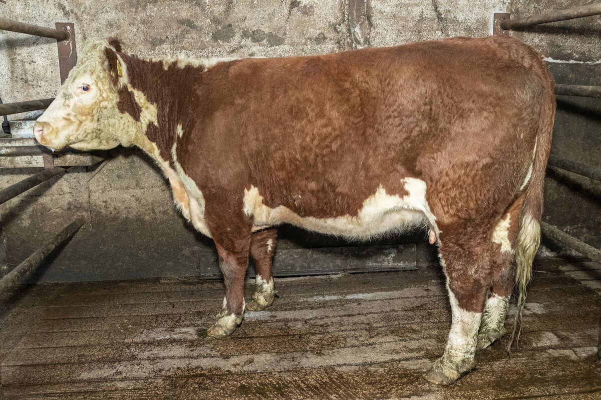 An April '19 born Hereford cow, weighing 645kg, sold for €2,150 in Gortatlea Mart. Picture: O'Gorman Photography. An April '19 born Hereford cow, weighing 645kg, sold for €2,150 in Gortatlea Mart. Picture: O'Gorman Photography.
