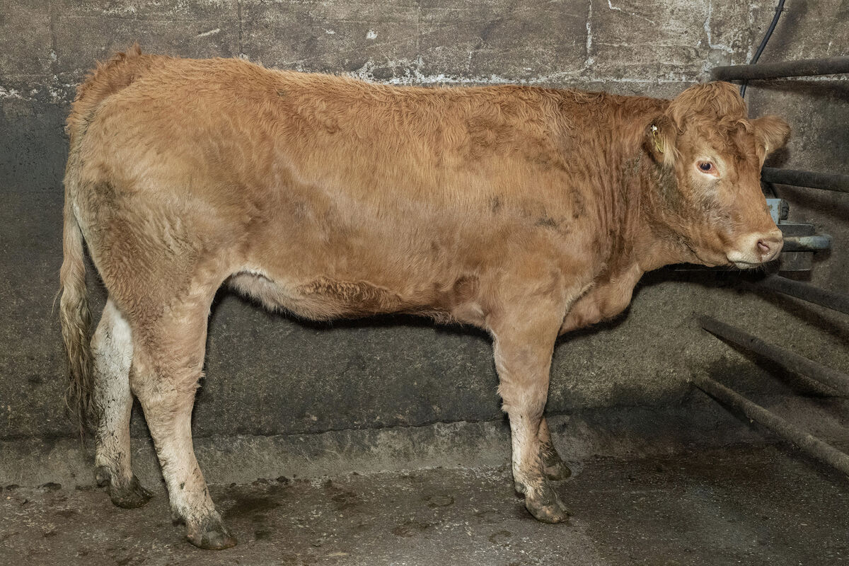 A September '24 born Limousin cross heifer, weighing 560kg, sold for €2,420 in Gortatlea Mart. Picture: O'Gorman Photography. A September '24 born Limousin cross heifer, weighing 560kg, sold for €2,420 in Gortatlea Mart. Picture: O'Gorman Photography.