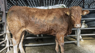 <p> An October '24 born Limousin cross heifer, weighing 545kg, sold for €2,400 in Gortatlea Mart. Picture: O'Gorman Photography.</p> <p> An October '24 born Limousin cross heifer, weighing 545kg, sold for €2,400 in Gortatlea Mart. Picture: O'Gorman Photography.</p>