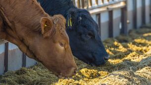 <p>ICMSA says factories should work with farmers to provide fair prices.</p>