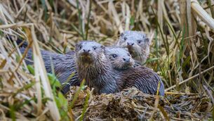 <p>The environmental report didn't make it clear that otter holts or active breeding holts were not located near the site. </p>