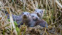 Stroudwater Canal otters