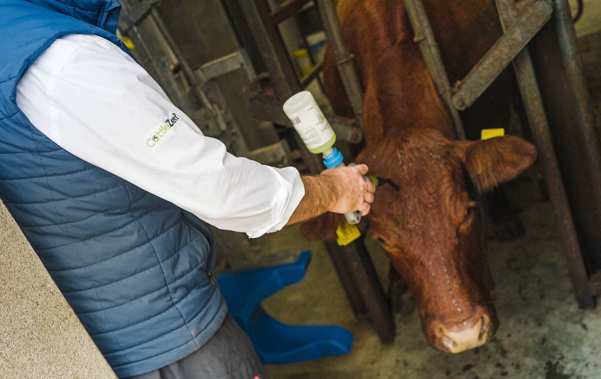 CattleZen is a different way to help maintain calm in cattle of all ages by addressing the brain’s perception of threat, not just the symptoms of stress, Norbrook advises. 