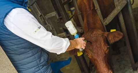 Managing stress in cattle