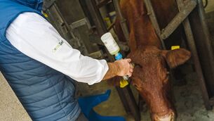 <p>CattleZen is a different way to help maintain calm in cattle of all ages by addressing the brain’s perception of threat, not just the symptoms of stress, Norbrook advises. </p> <p>CattleZen is a different way to help maintain calm in cattle of all ages by addressing the brain’s perception of threat, not just the symptoms of stress, Norbrook advises. </p>