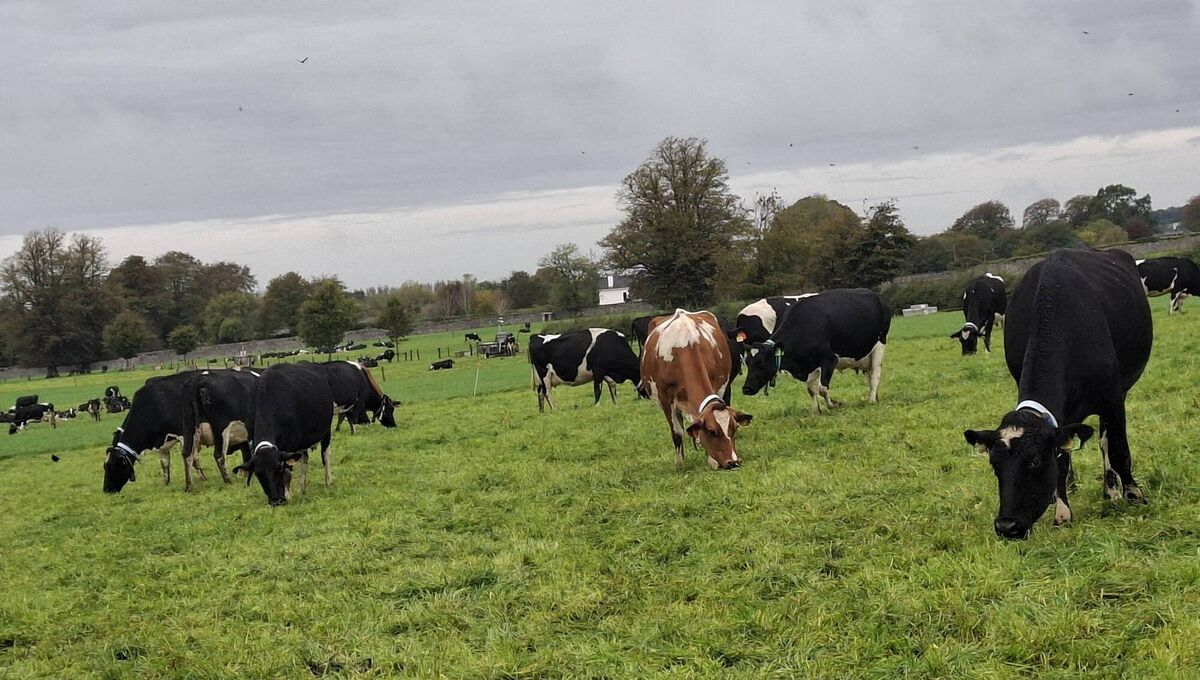 The Next Gen herds, separated by stocking rate at Teagasc Moorepark. The Next Gen herds, separated by stocking rate at Teagasc Moorepark.