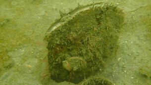 <p>The rare and critically endangered giant mussel lives anchored to the seabed, half of its shell buried in sediment while securing itself to small stones and shell fragments.</p> <p>The rare and critically endangered giant mussel lives anchored to the seabed, half of its shell buried in sediment while securing itself to small stones and shell fragments.</p>