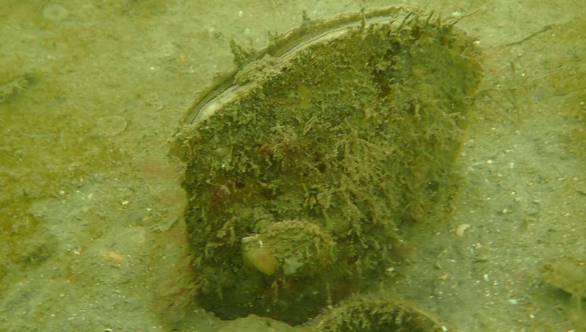 The rare and critically endangered giant mussel lives anchored to the seabed, half of its shell buried in sediment while securing itself to small stones and shell fragments.