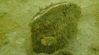 Uneasy sea-bedfellows: Oceans of conflict around fishing and conservation