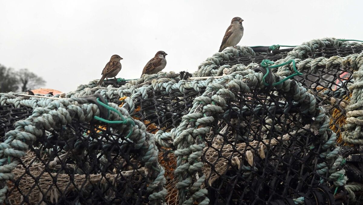 Pot fishermen here are hoping the so-called common octopus bloom doesn’t spread from the western English Channel to our coastline. Picture Denis Minhane Pot fishermen here are hoping the so-called common octopus bloom doesn’t spread from the western English Channel to our coastline. Picture Denis Minhane
