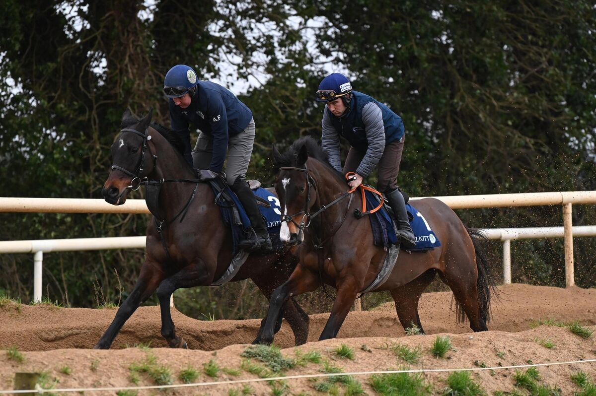 Ballyfad should collect at the Beginners Chase. Pic: Healy Racing Ballyfad should collect at the Beginners Chase. Pic: Healy Racing