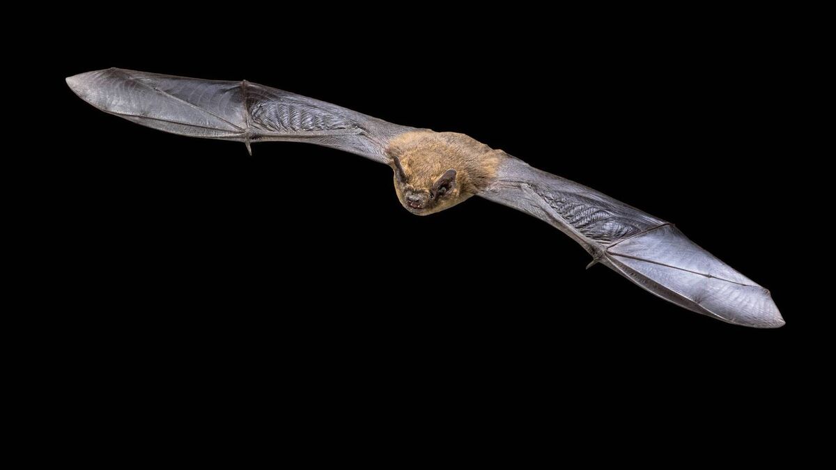 Pipistrelles are Ireland’s smallest bats. These are often the quick, twisting silhouettes seen around gardens at dusk. Picture: iStock