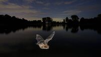 A Daubenton's bat (Latin name Myotis dabentonii) hunting over water at dawn against a star lit sky