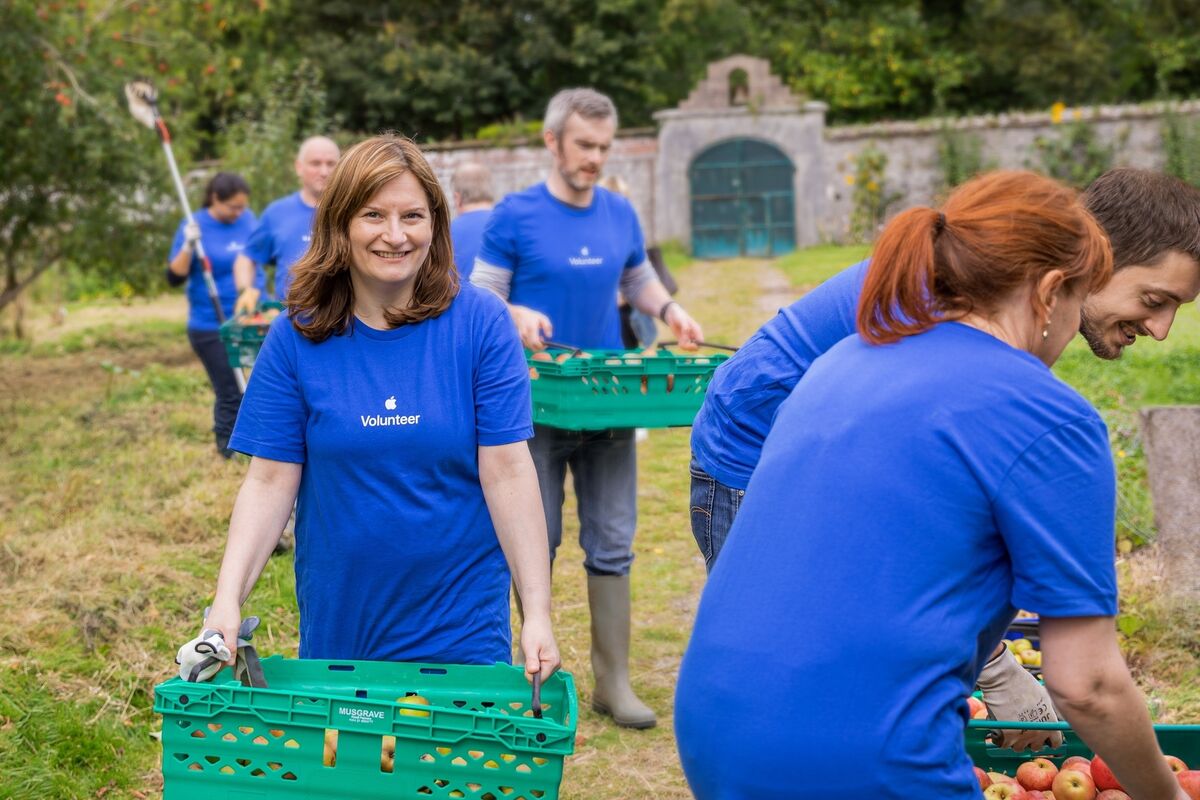 Apple volunteers harvesting fruit at the Fota House & Gardens orchard Apple volunteers harvesting fruit at the Fota House & Gardens orchard