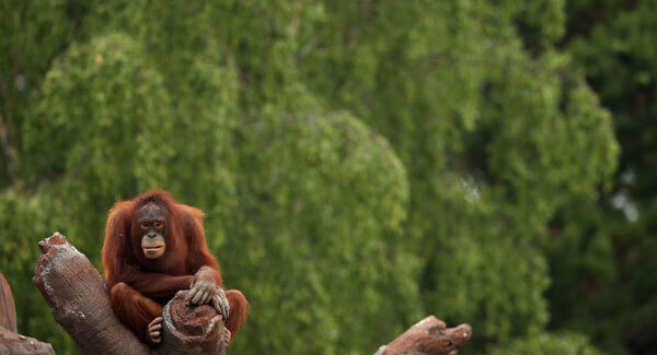Dublin Zoo opens 'Forest Habitat' to encourage orangutans to climb