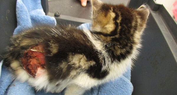 The burn wounds on the rescued kitten. Pic: ISPCA