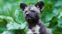 Delight as Dublin Zoo welcomes seven endangered African painted dog pups
