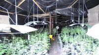 €1.2m worth of cannabis seized in Tipperary