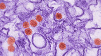 Zika vaccine closer with successful tests on rhesus monkeys