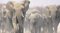 Elephants kill five people in eastern India