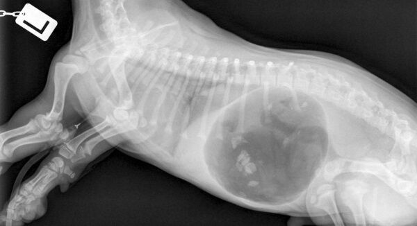 An X-ray of an eight-week-old puppy after the incident.