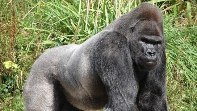 Escaped gorilla recaptured at London Zoo