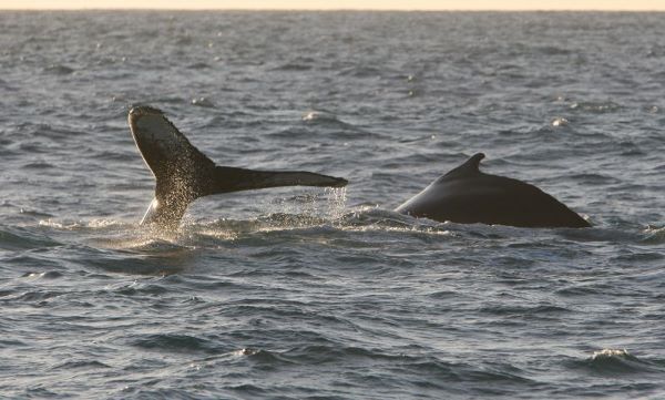 Baby humpback whale helps push beached mother to safety