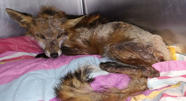 This poor little fox was found looking for food in Dundrum