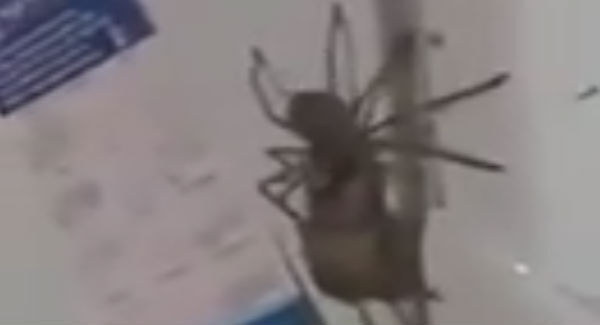 Giant Australian Huntsman spider drags mouse across fridge