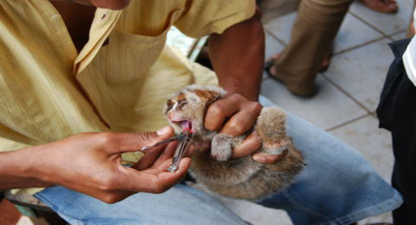 Picture Credit: International Animal Rescue. A street trader pulling a slow loris' teeth.