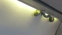Snake scares passengers on plane