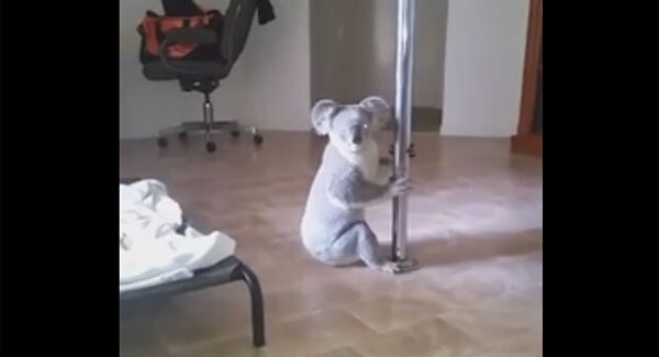 Australian woman comes home to find the most unusual scene you could ever imagine