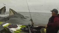 Humpback whales nearly topple kayaker in amazing video