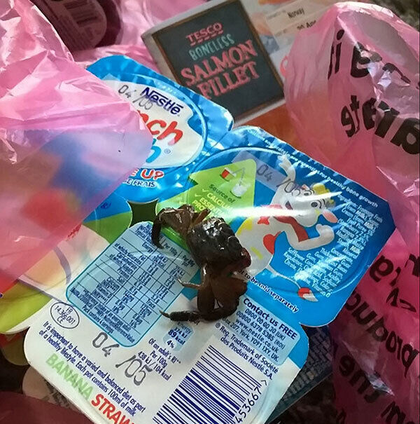 The crab that Harriet Stapley found in her Tesco shopping. Pic: SWNS
