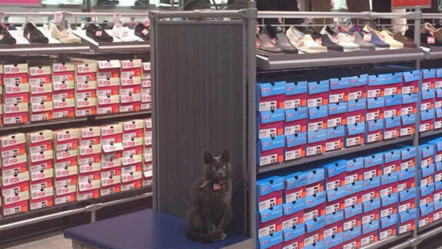 Cat owner sets up Facebook page to explain his cat's shopping habits