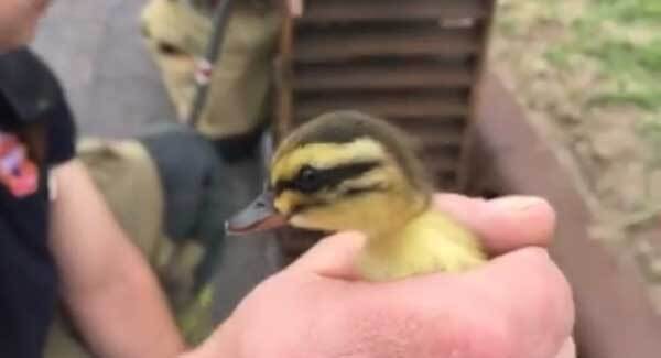 Watch this lovely reunion as firefighters rescue tiny ducklings from storm drain