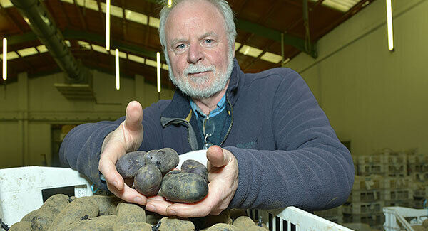 Paul Watts, potato breeder with AFBI, with a selection of the Purple Magic potatoes.